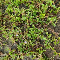 Dyschoriste madurensis (Burm.f.) Kuntze